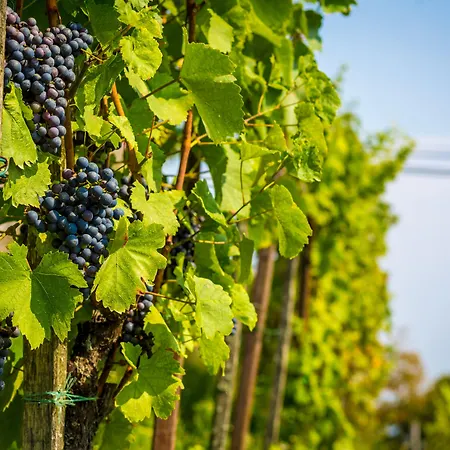 Bellevue Hotel Kranj