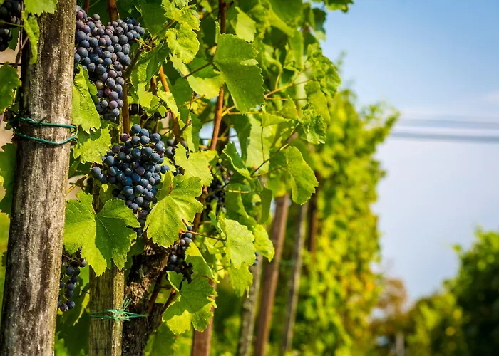 Bellevue Hotel Kranj